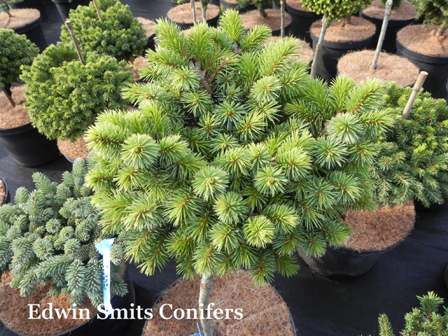 Picea sitchensis 'Two Tight'